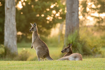 Eastern gray kangaroo (Macropus giganteus) Australian animals graze on green grass in natural habitat.