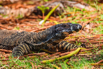 Lace monitor (Varanus varius) Australian large lizard lies on the ground, animal in the wild on a...