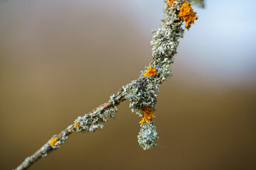 Yellow moss and fungus parasite on a tree branch.	
