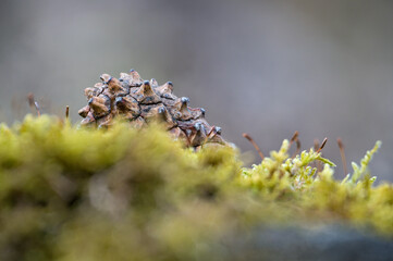 Pine cone on background