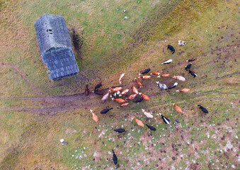cows at traditional farm. aerial photo