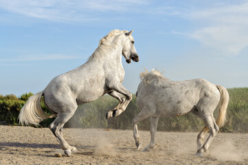 Obraz na płótnie Canvas Horse fight in camargue, France