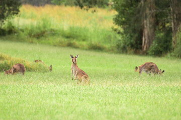 Eastern gray kangaroo (Macropus giganteus) Australian animals graze on green grass in natural habitat.