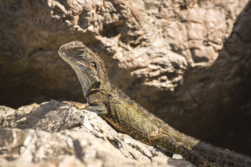 Australian water dragon (Intellagama lesueurii) Australian lizard sits on a stone on the seashore, animal in the natural environment.