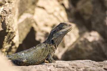 Australian water dragon (Intellagama lesueurii) Australian lizard sits on a stone on the seashore,...
