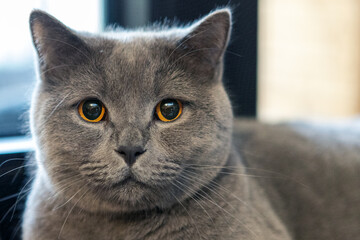 Close-up of British Shorthair cat 