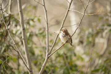 A sparrow bird, nature