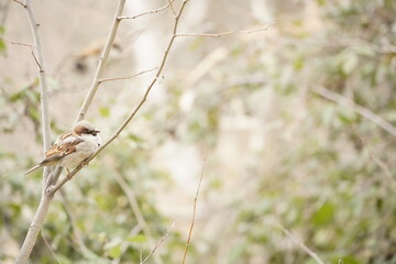 A sparrow bird, nature