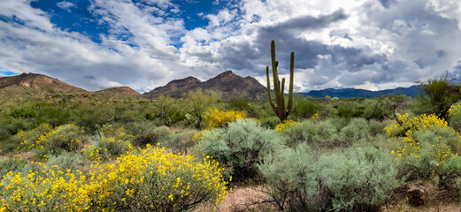Spring in the Desert