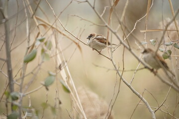 A sparrow bird, nature