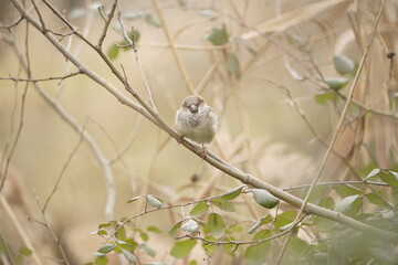 A sparrow bird, nature