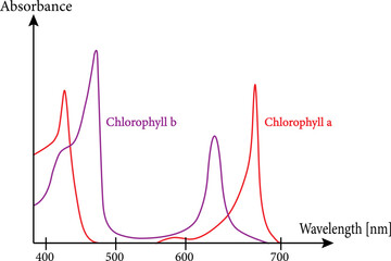 Absorbance spectra of free chlorophyll a  and b in a solvent.Vector illustration.