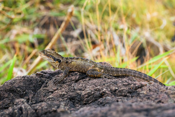 Australian water dragon (Intellagama lesueurii) Australian lizard sits on a stone on the seashore, animal in the natural environment.