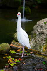 White wild heron standing in the water in birds garden in Kuala Lumpur.