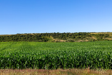 Green crops growing on the Isle of Wight on a sunny summer's day