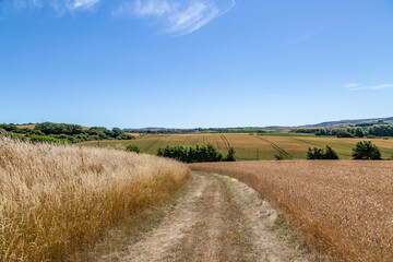Fototapeta na wymiar A pathway through farmland on the Isle of Wight, with a blue sky overhead
