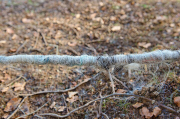 sheep wool hairs caught on rusty barbed wire