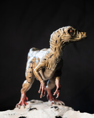 Velociraptor dinosaur  in the dark