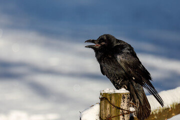 Raven in winter. Fluffy common raven, Corvus corax, perched on old fence at countryside and calling. Also known as northern raven. Black bird looking for food on snowy meadow. Wildlife nature.