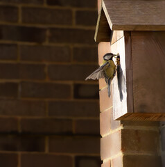 Great tit returning to nest to feed the young