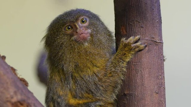 Close up of pygmy marmoset monkey looking around.