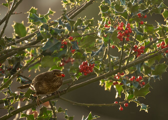 Female blackbird collecting winter food of holly berries