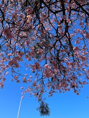 cherry blossom in spring