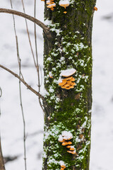 Growing edible orange flammulin mushrooms growing on a coniferous tree in the snow in winter. Photography of nature, food, plants. - obrazy, fototapety, plakaty