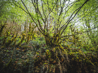 Sülüklü Lake, Mudurnu , Bolu, Turkey