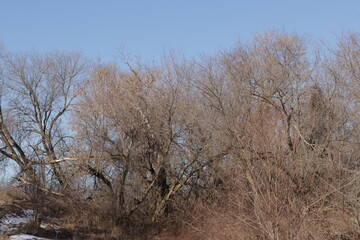 trees in winter