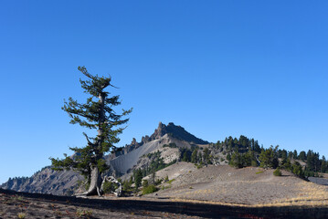 Lone Whitebark Pine on Rim of Crater Lake
