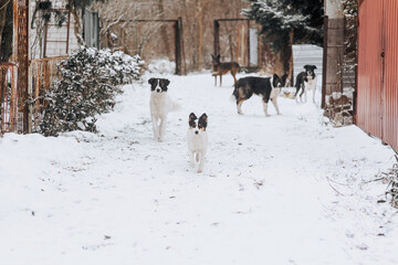 A pack of hungry homeless rural dogs stand in the snow in winter, waiting for food from people. Animal photography.