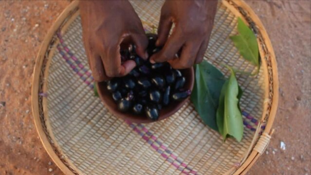 Squeezing ripe purple Syzygium cumini fruits, also known as Java plum