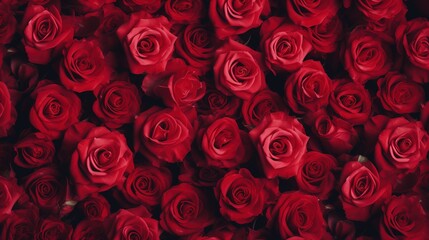 Tło. Na zdjęciu przedstawione jest wiele czerwonych róż, które są bardzo zbliżone do siebie. - obrazy, fototapety, plakaty