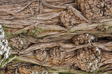Background, texture of oak winter brown tree bark with a beautiful pattern. Photography, abstraction.