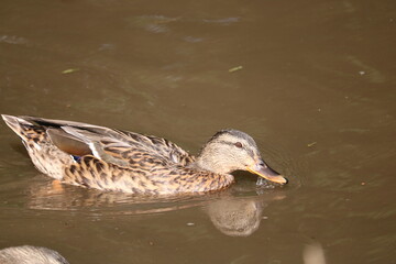 Pato nadando en un canal