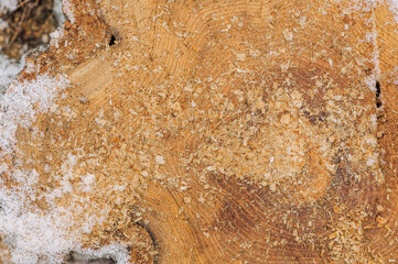 Background, texture of a stump with sawdust in the snow in winter. Close-up photo, wood pattern, top view.