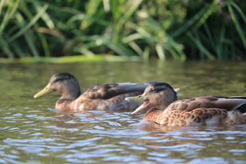 Patos nadando en un rio