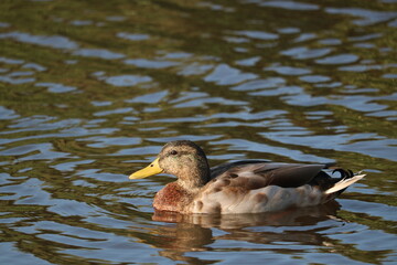Pato nadando en un rio