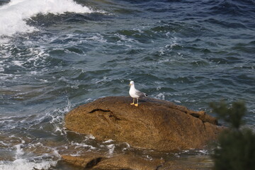 Ave marina en una roca aislada con oleaje