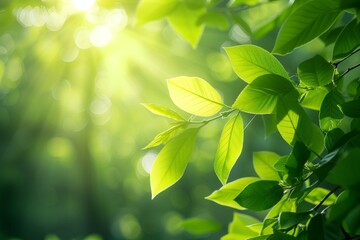 Obraz premium green leaves background