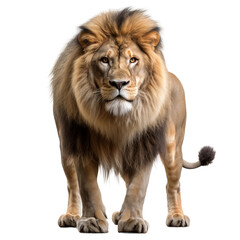 lion panthera leo 8 years old standing