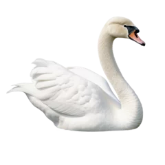 Deurstickers swan on the water © Buse