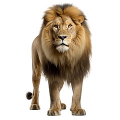 Obraz premium lion isolated on white
