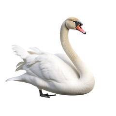 swan on white