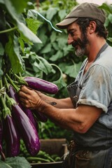 Farmer working in his garden, harvesting eggplants in the field. Chef selecting fresh eggplants at a local farm, showcasing the connection between food and the source. 
