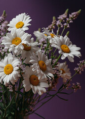 Obraz premium white daisies