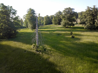 Obraz premium Small meadow, with wild plants, and old trees, next to the main