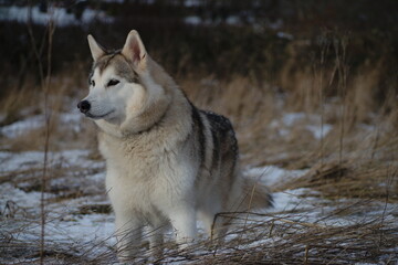 Wolfdog in snow in Scotland