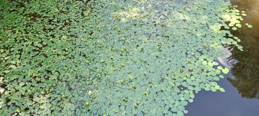 Fototapeta na wymiar Green moss on the lake